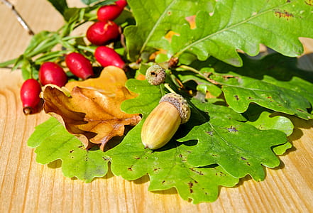 brown and red berries with green leaf
