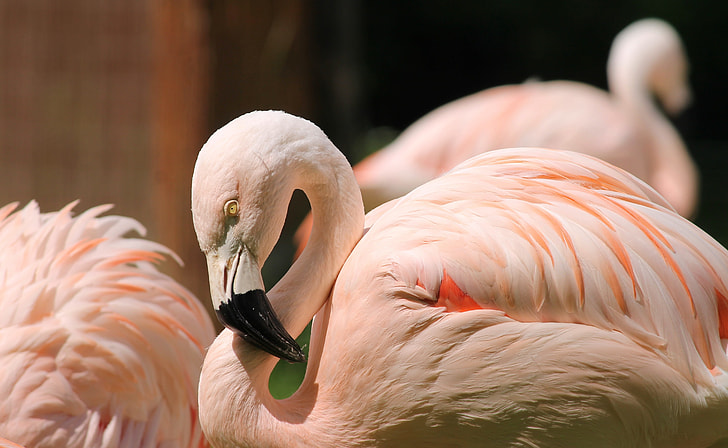photo pink-and-white flamingos