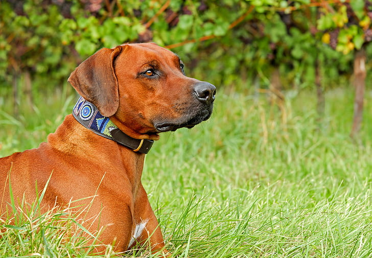 adult tan redbone coonhound