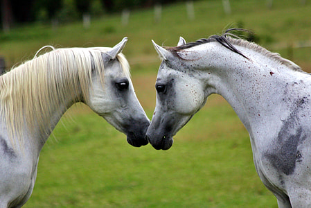 two white horses in closeup photo