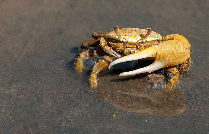 Yellow Crab on Gray Sand during Daytime