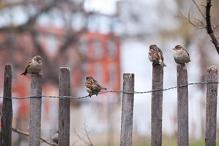 flock of house sparrows perched on brown wooden fence