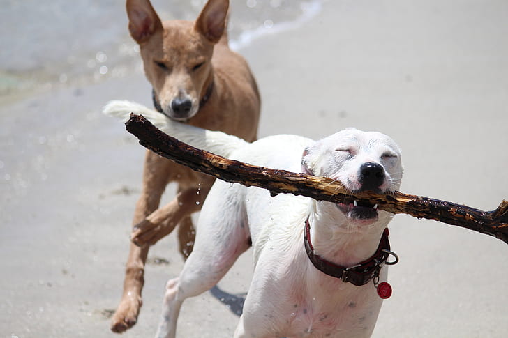 two short-coated white and brown dog running on seashore during daytime close-up photo