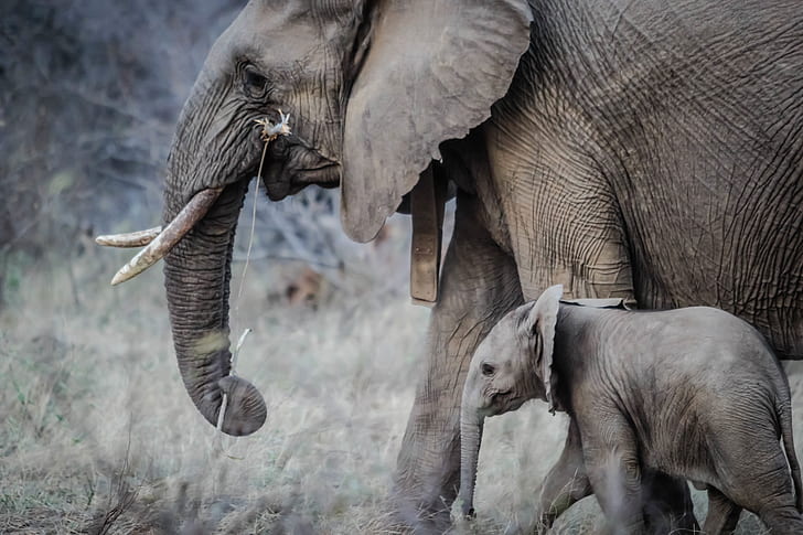baby elephant and elephant