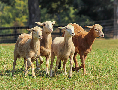 selective focus photography of herd of brown lambs
