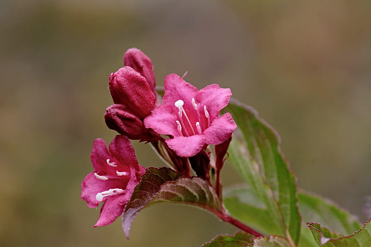 selective focus photography of pint petaled flower