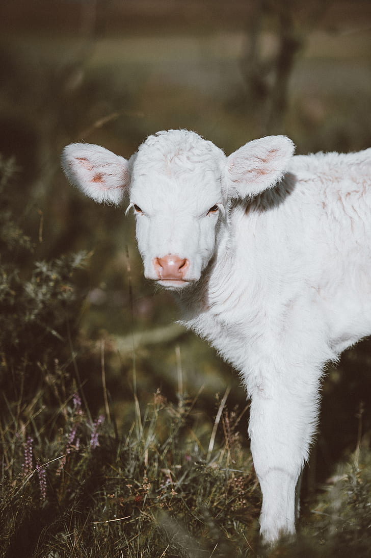 selective focus photography of white lamb