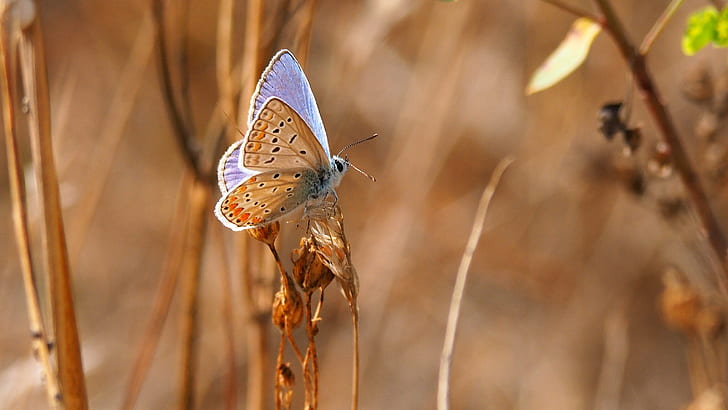 common blue butterfly perching on flower during daytime
