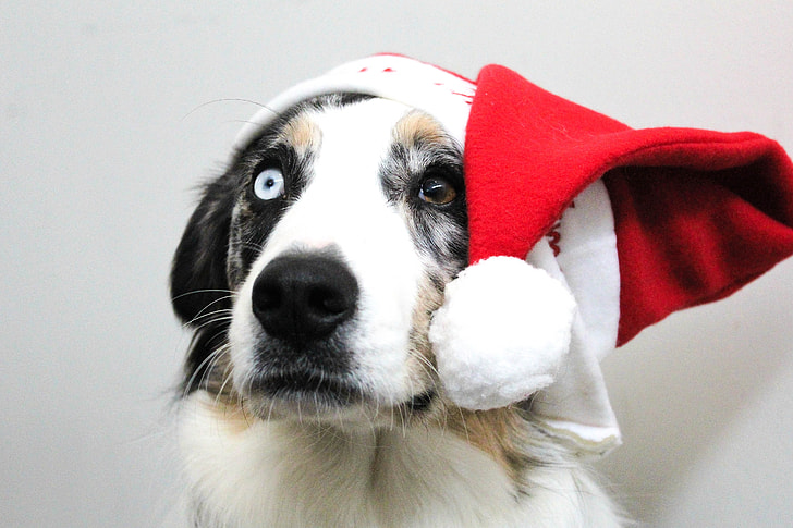 white dog with Santa hat