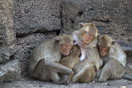 four brown monkeys sleeps