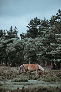 brown horse in the middle of forest under gray cloudy sky