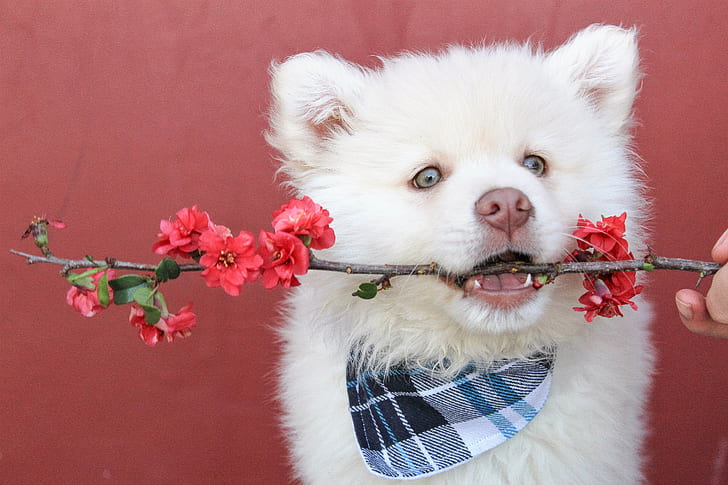 white Siberian husky puppy biting the twig with flowers