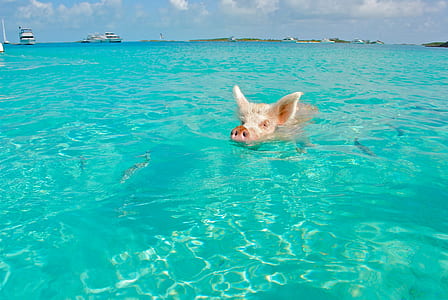 pig on body of water