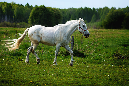 white horse walks on green grass field under white sky at daytime