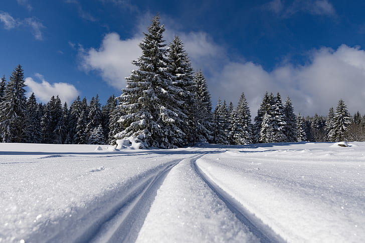 photo of snow covered land and pine trees