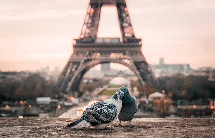 selective focus photography of two gray pigeons near Eiffel Tower