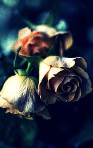 shallow photography of roses