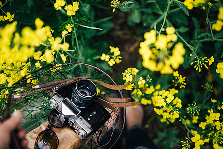 Woman with vintage camera in the field of blooming rapes