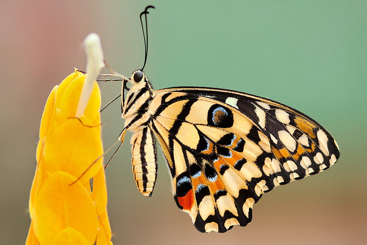 selective focus photography of white, black, and brown butterfly