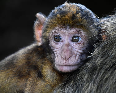 macro photography of brown and black monkey