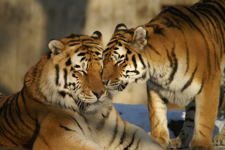 two tigers
