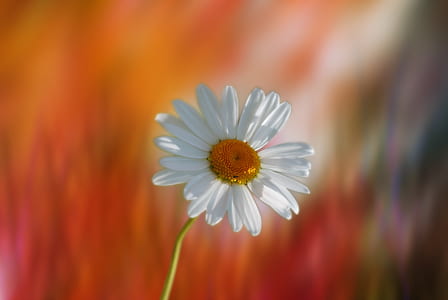 white daisy selective-focus photo