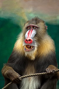 selective focus photography baboon monkey