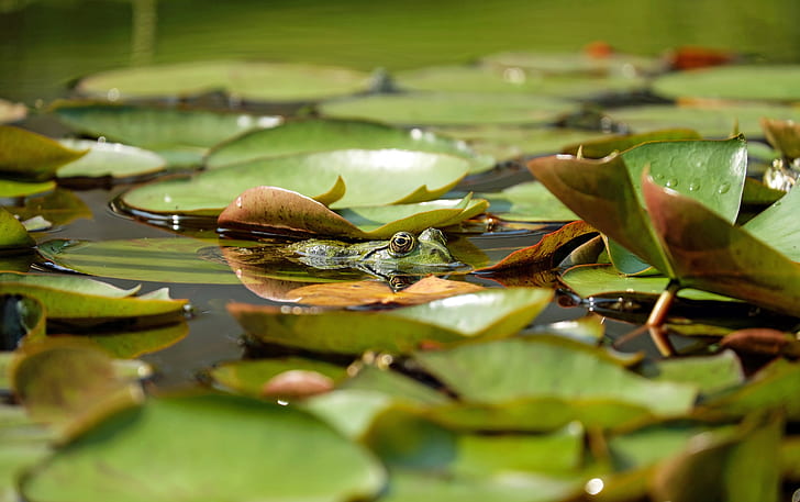 green frog on water filled with leaves