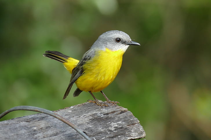 shallow photography of yellow and gray bird