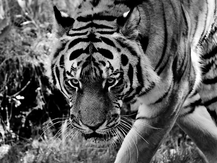 grayscale photo of tiger