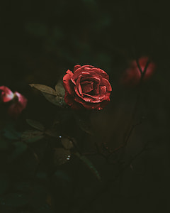 selective focus photo of red rose flower with water dew