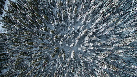 aerial view of trees covered with snow