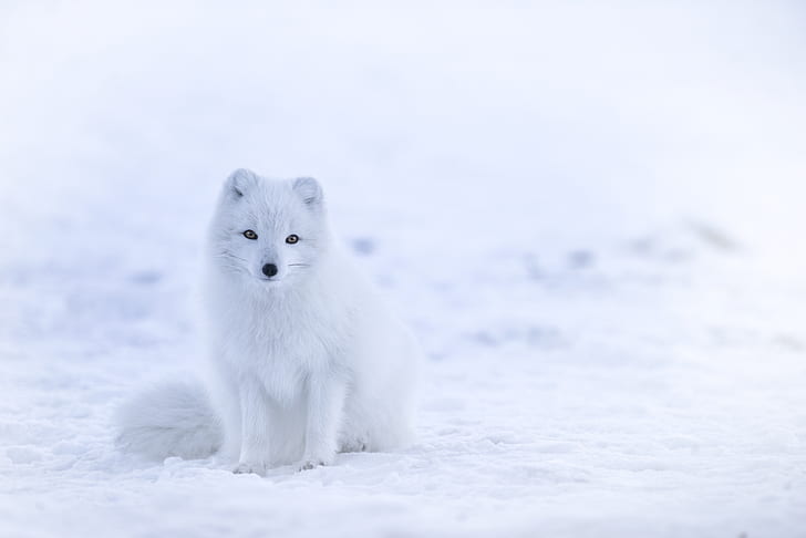 white fur animal standing sitting on snow