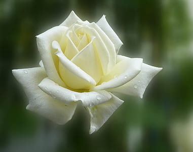 white flower with water dews
