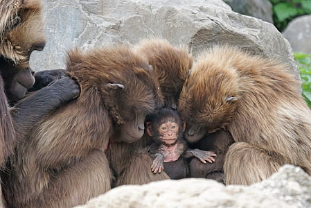 family monkey photography