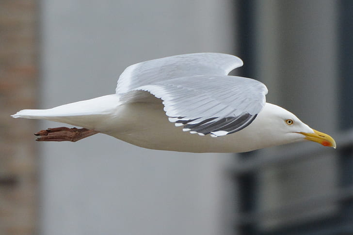 macro shot photography of white seagull
