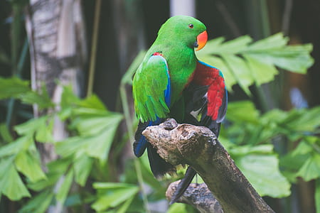 photo of Alexandrin parakeet
