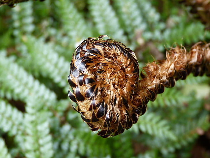 brown fiddlehead fern