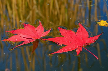 red leafs on body of water
