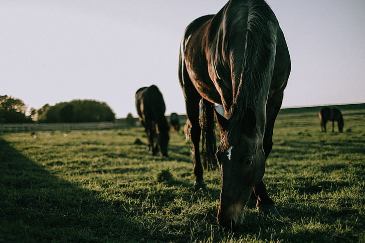 horse eating grass on grass field