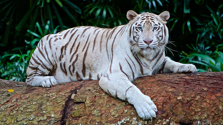 white tiger on brown tree