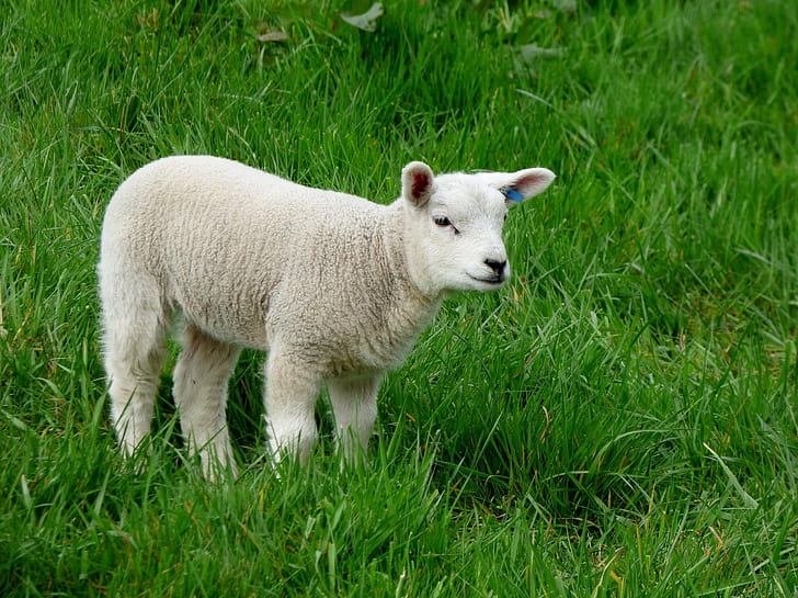 white sheep on grass