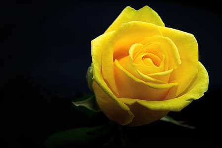 closeup photo of yellow rose