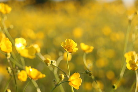 bokeh photography of yellow rapeseed flowers