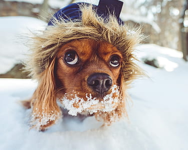close-up photography of brown spaniel on snow during daytime