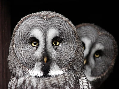 two gray owls closeup photography