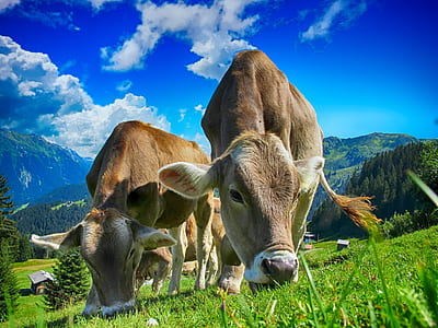low angle photography of two brown cows under blue sky and white clouds