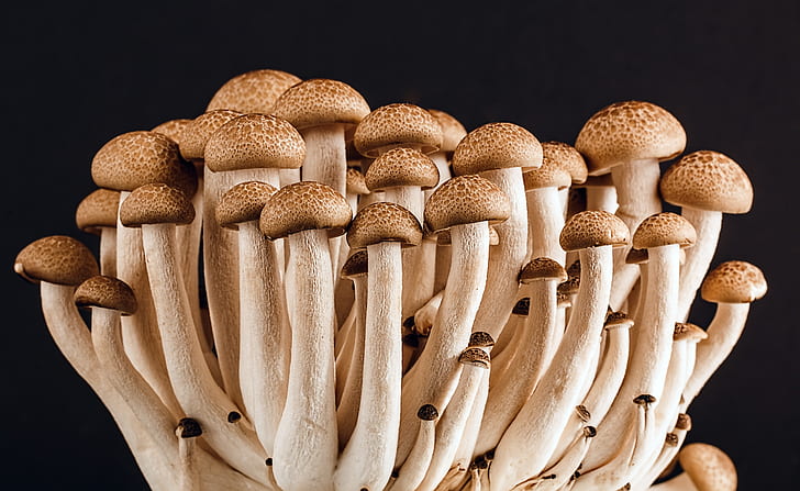 bunch of mushroom