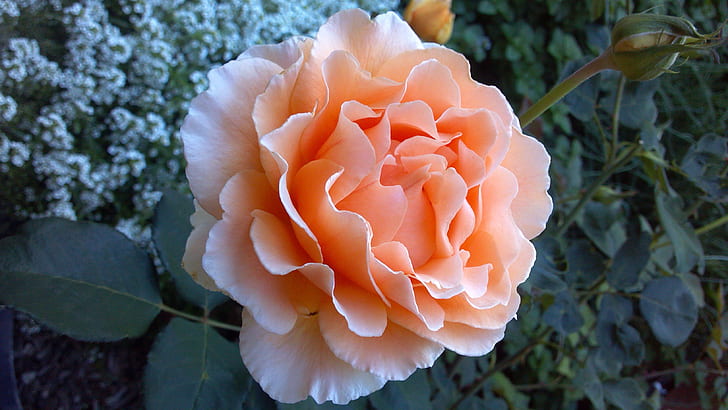 closeup photography of peach rose