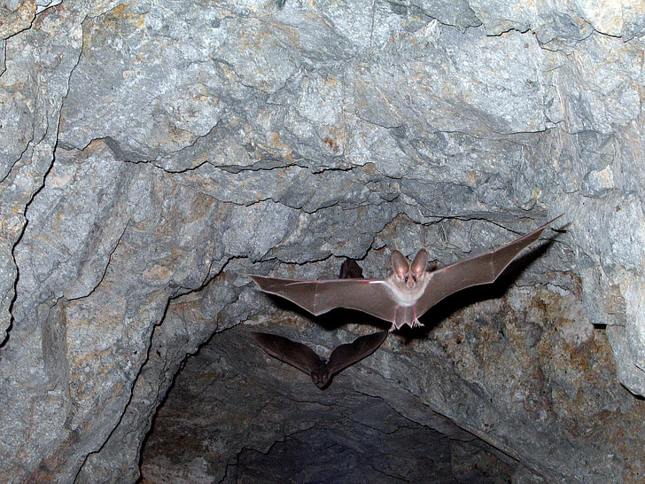 brown bat near gray cave